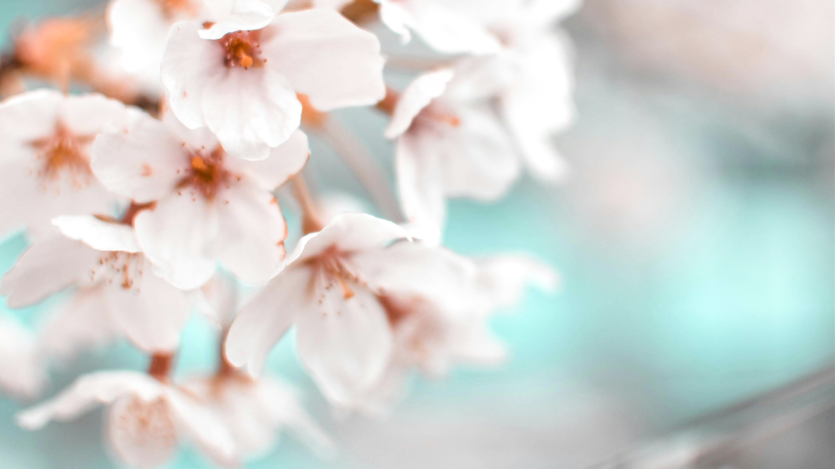 司法書士事務所一休のごあいさつ